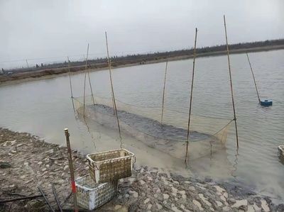 海北藏族自治州觀賞魚市場(chǎng)：海北藏族自治州觀賞魚市場(chǎng)是一個(gè)充滿活力的商業(yè)市場(chǎng) 全國(guó)觀賞魚市場(chǎng) 第2張