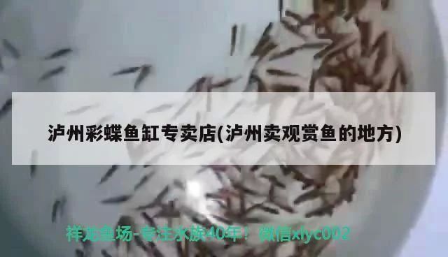 瀘州觀賞魚市場：瀘州觀賞魚市場價格 全國觀賞魚市場 第2張