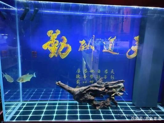 防城港觀賞魚市場：防城港觀賞魚市場價(jià)格 全國觀賞魚市場 第4張