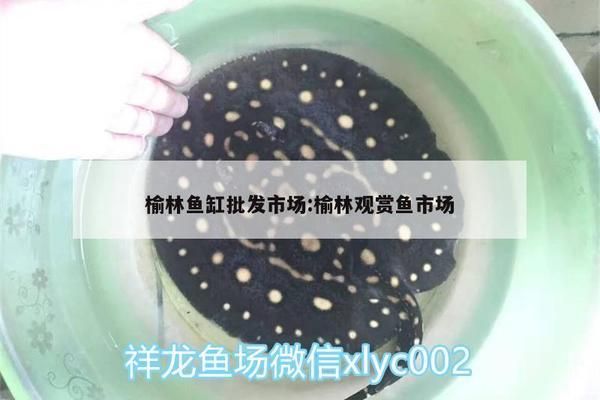 賀州觀賞魚市場：廣西賀州觀賞魚市場 全國觀賞魚市場 第3張