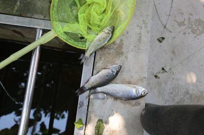 毫州觀賞魚市場：毫州觀賞魚市場介紹 全國觀賞魚市場 第5張