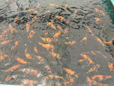 淮北觀賞魚市場：淮北觀賞魚市場價格 全國觀賞魚市場 第4張