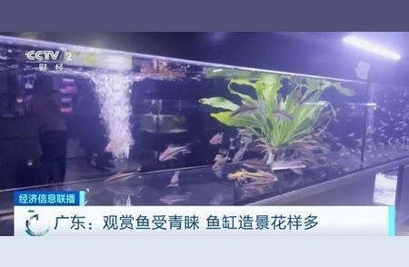 惠州觀賞魚市場：關(guān)于惠州觀賞魚市場的信息 全國觀賞魚市場 第5張