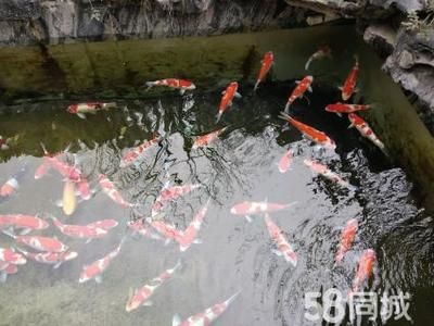 貴陽觀賞魚市場：貴陽市觀賞魚市場 全國觀賞魚市場 第5張