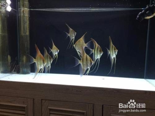 龍魚只吃活魚不吃飼料怎么回事兒：為什么龍魚只吃活魚不吃飼料？ 水族問答 第1張