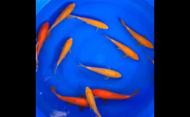 龍魚只吃飼料不吃小魚怎么辦：龍魚為什么只吃飼料不吃其他小魚？ 水族問答 第1張