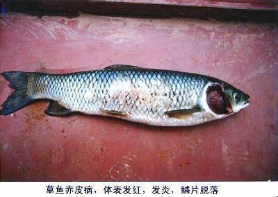 龍魚撞缸的原因龍魚撞缸急救：關(guān)于龍魚撞缸的問題 水族問答 第2張