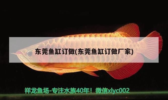 東莞魚(yú)缸批發(fā)市場(chǎng)：東莞可能的魚(yú)缸批發(fā) 全國(guó)觀賞魚(yú)市場(chǎng) 第1張