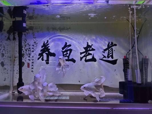 觀賞魚換水適應期：關于觀賞魚換水適應期的一些詳細信息 水族雜談 第2張