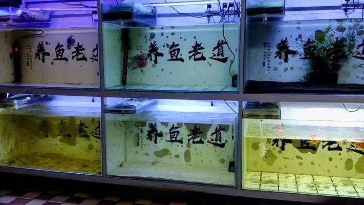 觀賞魚換水適應期：關于觀賞魚換水適應期的一些詳細信息 水族雜談 第4張