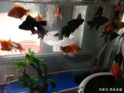 觀賞魚適宜水溫：熱帶觀賞魚適宜的水溫范圍為20-30攝氏度 水族雜談 第3張