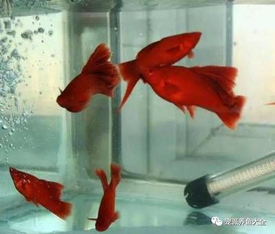 觀賞魚適宜水溫：熱帶觀賞魚適宜的水溫范圍為20-30攝氏度 水族雜談 第1張