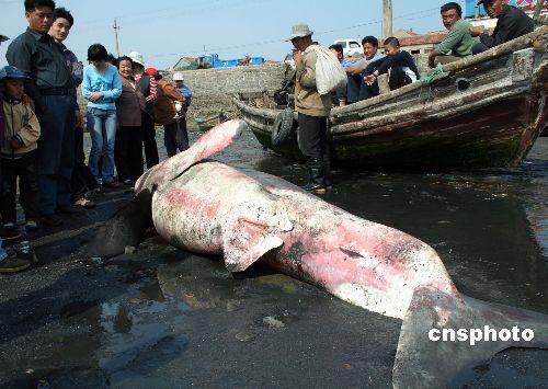 曼龍魚怎么產卵：曼龍魚產卵前需要注意哪些事項，曼龍魚產卵需要注意哪些事項 水族問答