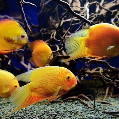 曼龍魚分辨公母：如何判斷曼龍魚的性別 水族問答