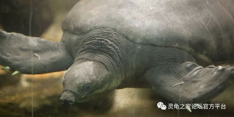 工匠時光水族箱價(jià)格對比：工匠時光水族箱價(jià)格 水族雜談 第5張