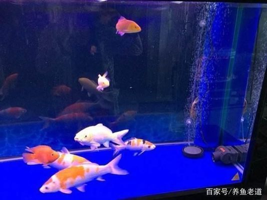 高端魚缸維護(hù)保養(yǎng)技巧：高端魚缸保養(yǎng)技巧 水族雜談 第1張