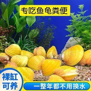 觀賞螺類除藻效果對比：觀賞螺類及其除藻效果對比分析：螺類對藻效果的影響 水族雜談 第5張