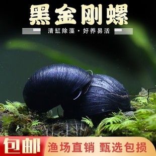 觀賞螺類除藻效果對比：觀賞螺類及其除藻效果對比分析：螺類對藻效果的影響 水族雜談 第4張