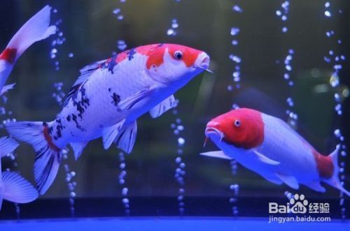 q3-400魚缸適合養(yǎng)什么魚：q3-400魚缸水草搭配建議 水族雜談 第3張