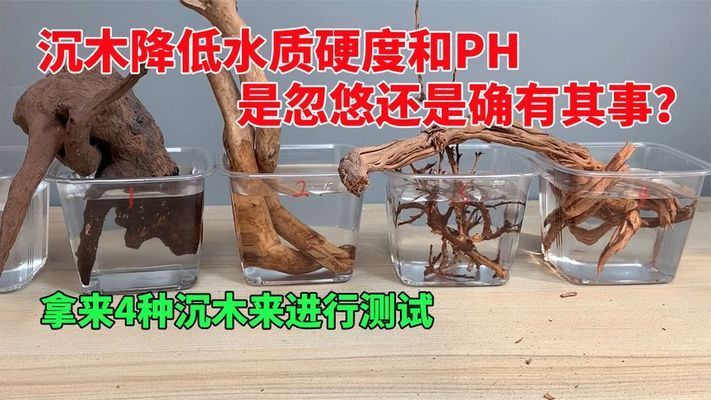 沉木對(duì)水質(zhì)酸堿度的具體影響：沉木在水族箱中的作用如何選擇合適的沉木對(duì)水質(zhì)酸堿度的作用 水族雜談 第2張