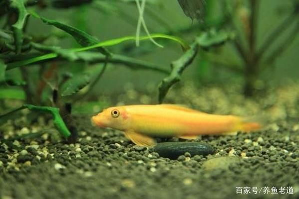 工具魚對龍魚生態(tài)的影響：工具魚對龍魚生態(tài)產(chǎn)生負面影響 水族雜談 第5張