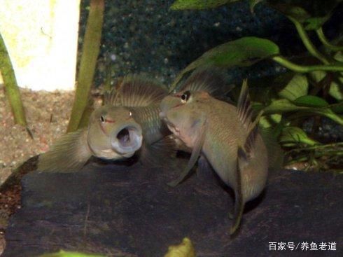 高端魚缸適合養(yǎng)哪些觀賞魚：高端魚缸適合養(yǎng)哪些觀賞魚，以下內(nèi)容生成的一段摘要： 水族雜談 第5張