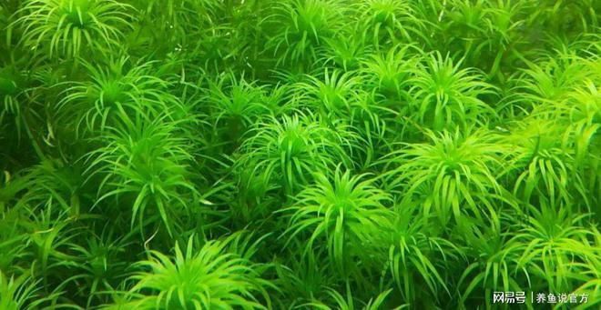 沉木對水質(zhì)調(diào)節(jié)的具體機制：沉木在水族箱中扮演著至關(guān)重要的角色，對水質(zhì)調(diào)節(jié)具有影響 水族雜談 第5張