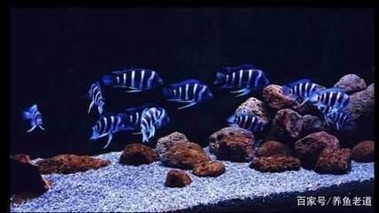 觀賞魚生活習性與造景：觀賞魚生活習性與水族造景設計息息相關 水族雜談 第3張