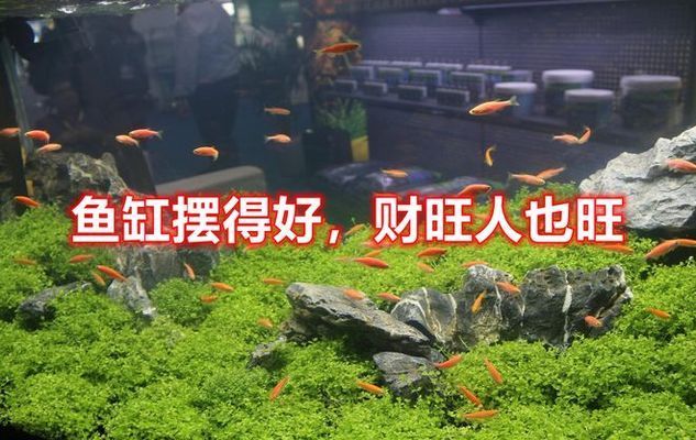 餐桌對面放魚缸招財效果如何：魚缸擺放在餐桌對面風水講究魚缸養(yǎng)什么魚最招財 水族雜談 第5張