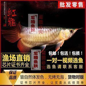 石景山哪里賣龍魚(yú)：北京石景山龍魚(yú)市場(chǎng) 全國(guó)龍魚(yú)店鋪 第6張