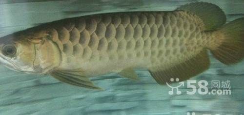 烏魯木齊哪里賣龍魚：烏魯木齊觀賞魚店推薦, 全國龍魚店鋪 第6張