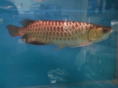 天長哪里賣龍魚：天長市秦欄鎮(zhèn)華府隆居水族用品店可能有龍魚養(yǎng)殖基地