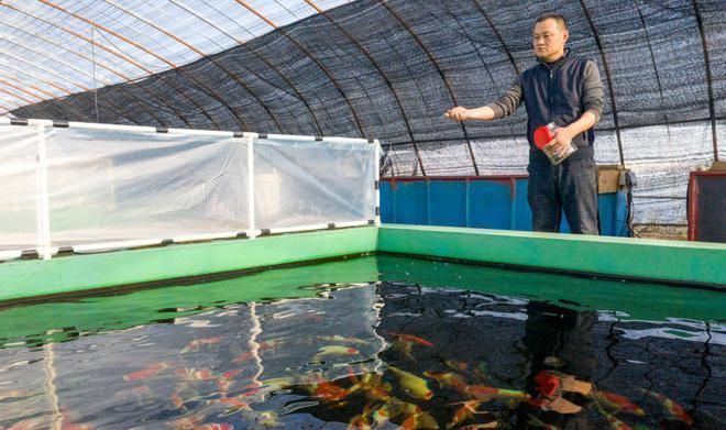 廬江哪里賣龍魚：安徽合肥廬江縣“廬江哪里賣龍魚”的直接答案可以嘗試