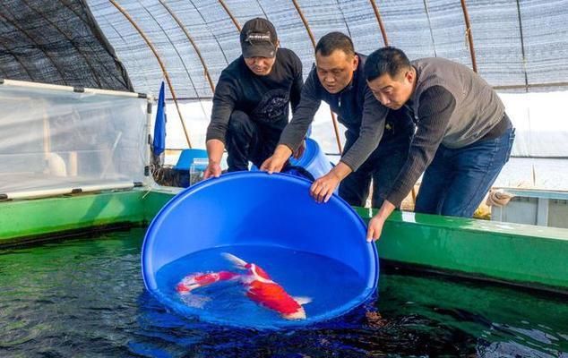 廬江哪里賣龍魚：安徽合肥廬江縣“廬江哪里賣龍魚”的直接答案可以嘗試