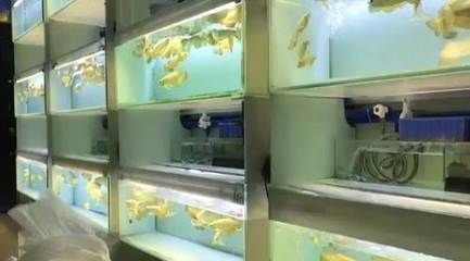 長寧哪里賣龍魚：上海長寧區(qū)購買龍魚地點