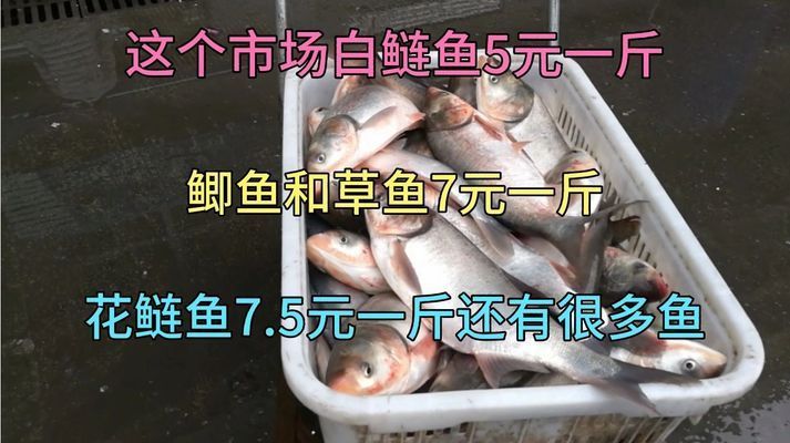 沙坪壩哪里賣龍魚：為你找到沙坪壩售賣龍魚的地點：沙坪壩龍魚養(yǎng)殖技巧 全國龍魚店鋪 第5張