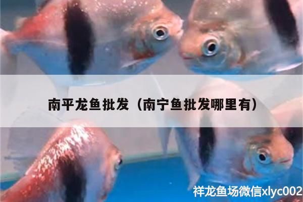 南寧哪里賣龍魚：南寧賣龍魚的地點(diǎn) 全國(guó)龍魚店鋪 第6張