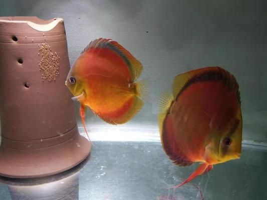 我想看銀龍魚怎么看：如何飼養(yǎng)銀龍魚比較好？ 水族問答