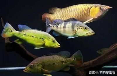 江津哪里賣龍魚：江津哪里可以購買龍魚 全國龍魚店鋪 第6張