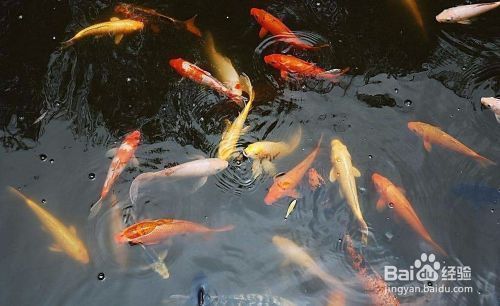 陽(yáng)江哪里賣龍魚：陽(yáng)江觀賞魚市場(chǎng)分布龍魚品種及特點(diǎn)介紹（陽(yáng)江觀賞魚市場(chǎng)分布） 全國(guó)龍魚店鋪 第2張