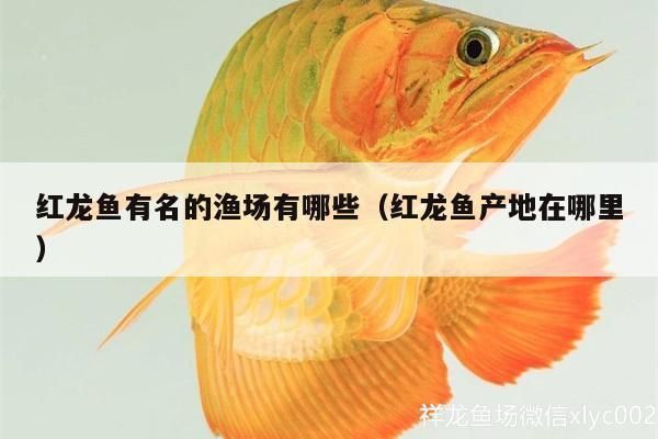 紅花崗哪里賣龍魚：紅花崗區(qū)龍騰水族會所 全國龍魚店鋪 第3張