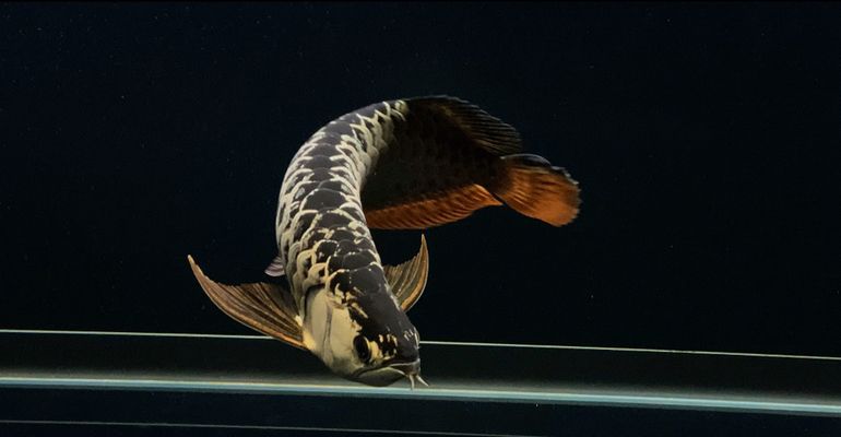 南芬哪里賣龍魚：南芬地區(qū)龍魚的銷售渠道 全國龍魚店鋪 第4張