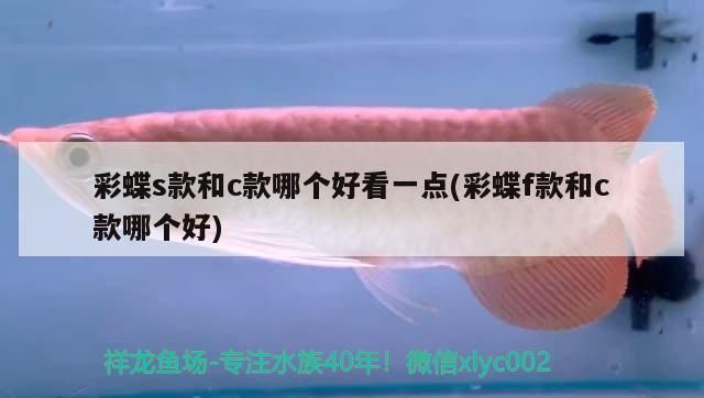 伊通哪里賣(mài)龍魚(yú)：伊通哪里賣(mài)龍魚(yú)伊通龍魚(yú)養(yǎng)殖技巧分享伊通龍魚(yú)專(zhuān)賣(mài)店地址 全國(guó)龍魚(yú)店鋪 第5張