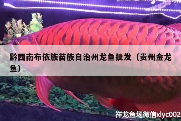 文圣哪里賣龍魚：遼陽市文圣區(qū)龍魚銷售點 全國龍魚店鋪 第1張