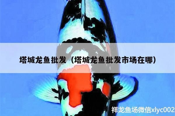 疏勒哪里賣龍魚：關(guān)于疏附縣購買龍魚的信息 全國龍魚店鋪 第2張