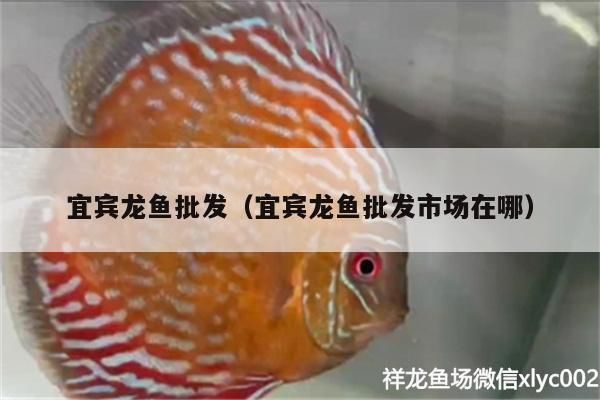 美姑哪里賣龍魚：四川美姑賣龍魚的地點(diǎn) 全國龍魚店鋪 第2張