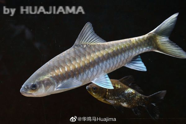 龍陵哪里賣龍魚：保山及周邊購買龍魚的主要渠道和注意事項、注意事項 全國龍魚店鋪 第5張