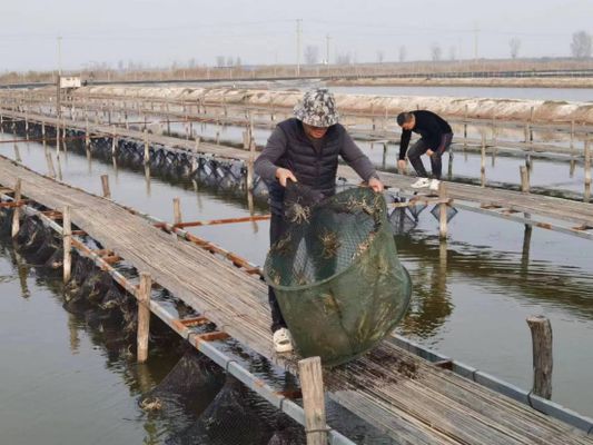 大荔哪里賣龍魚：大荔縣哪里賣龍魚 全國龍魚店鋪 第3張