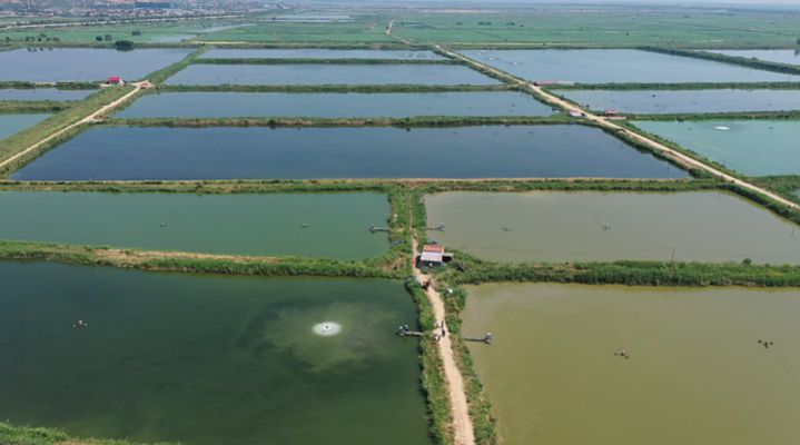 大荔哪里賣龍魚：大荔縣哪里賣龍魚 全國龍魚店鋪 第1張