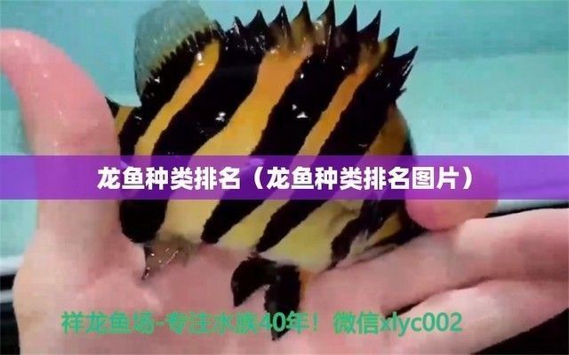 嵊泗哪里賣龍魚：嵊泗縣花鳥市場(chǎng)和淘寶網(wǎng)是兩個(gè)購買龍魚的主要地點(diǎn)